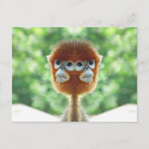 Twee koppen Baby Monkey Briefkaart