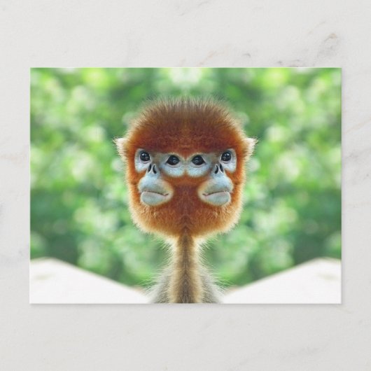 Twee koppen Baby Monkey Briefkaart (Voorkant)