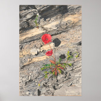 Twee kreukjes poster