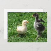 Twee kuikens lichte onenigheid briefkaart (Voorkant / Achterkant)