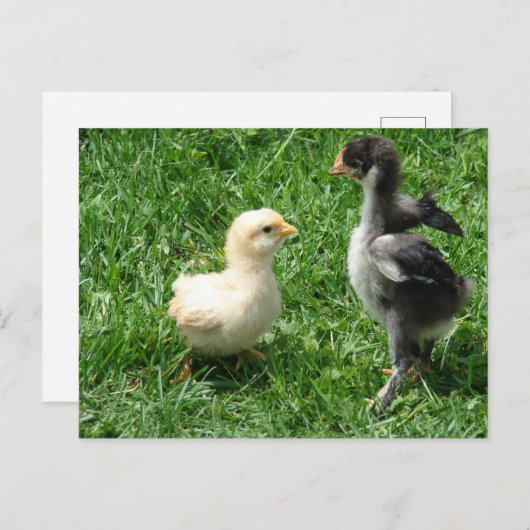 Twee kuikens lichte onenigheid briefkaart (Voorkant / Achterkant)
