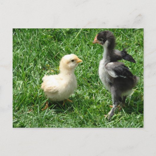 Twee kuikens lichte onenigheid briefkaart (Voorkant)