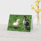 Twee kuikens lichte onenigheid kaart (Gele Bloem)