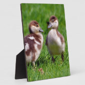 Twee kuikens van Egyptische ganzen Fotoplaat (Zijkant)