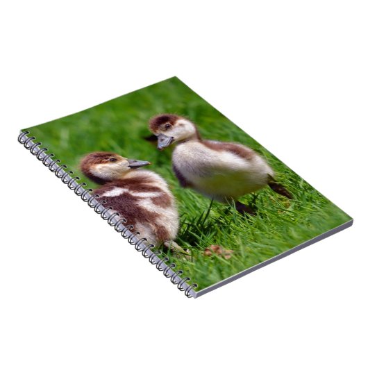 Twee kuikens van Egyptische ganzen Notitieboek (Rechterzijde)