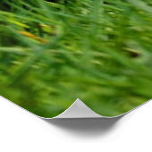 Twee kuikens van Egyptische ganzen Poster (Hoek)