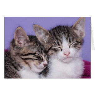 Twee Kute Kittens Napping