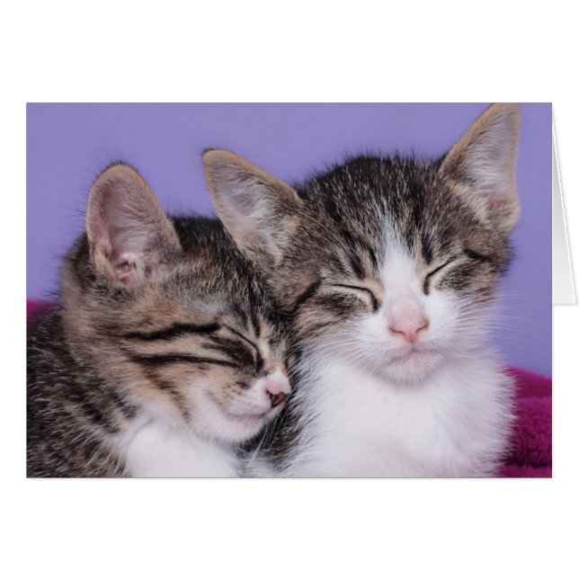 Twee Kute Kittens Napping (Voorkant Horizontaal)