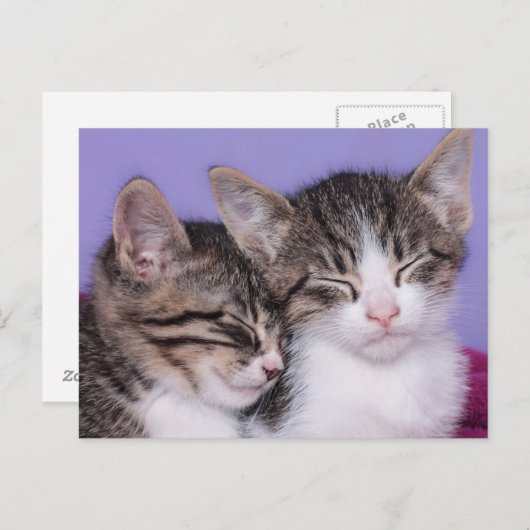 Twee Kute Kittens Napping Briefkaart (Voorkant / Achterkant)