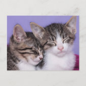 Twee Kute Kittens Napping Briefkaart (Voorkant)