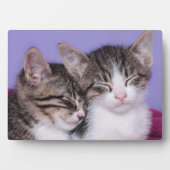 Twee Kute Kittens Napping Fotoplaat (voorkant)