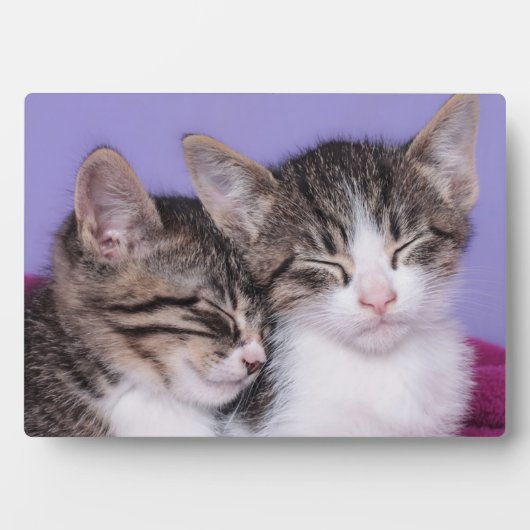 Twee Kute Kittens Napping Fotoplaat (voorkant)