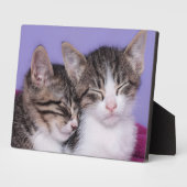 Twee Kute Kittens Napping Fotoplaat (Zijkant)