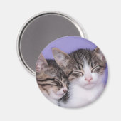Twee Kute Kittens Napping Magneet (Voorkant / Achterkant)