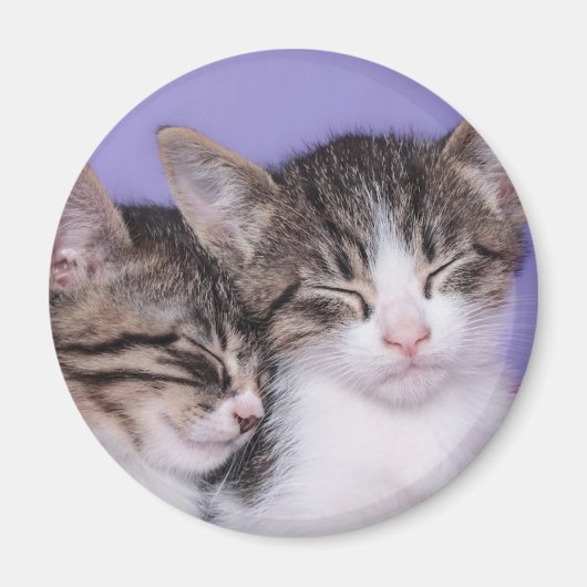 Twee Kute Kittens Napping Magneet (Voorkant)