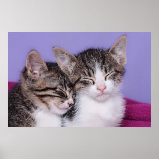 Twee Kute Kittens Napping Poster (Voorkant)