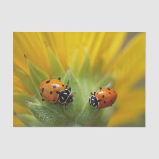 Twee Lady Bugs op een zonnebloempapier Tissuepapier (Voorkant)