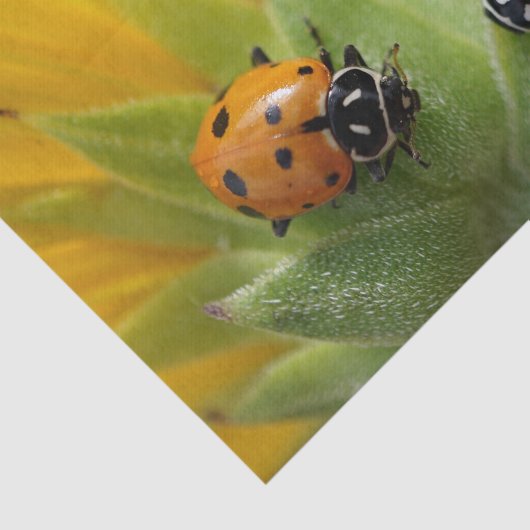 Twee Lady Bugs op een zonnebloempapier Tissuepapier (Detail)