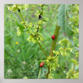 twee ladybugs poster (Voorkant)