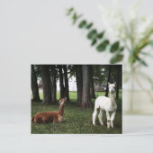 Twee lama's in Indiana Briefkaart (Staand voorkant)