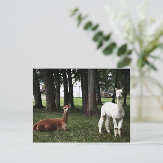 Twee lama's in Indiana Briefkaart (Staand voorkant)