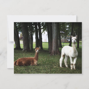 Twee lama's in Indiana Briefkaart