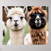 Twee lama's poster (Voorkant)