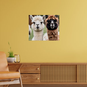 Twee lama's poster