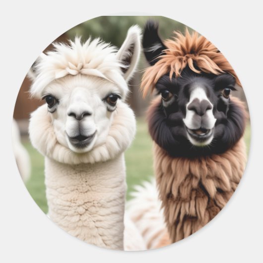 Twee lama's ronde sticker (Voorkant)