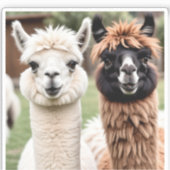 Twee lama's sticker (Voorkant)
