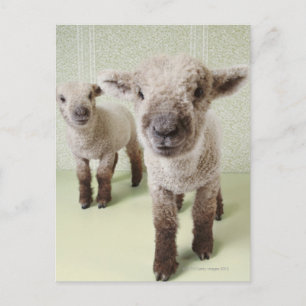 Twee lammeren binnenshuis met Floral Wallpaper Briefkaart