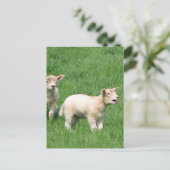 Twee lammeren briefkaart (Staand voorkant)
