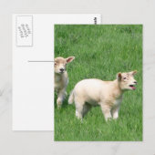 Twee lammeren briefkaart (Voorkant / Achterkant)
