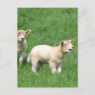 Twee lammeren briefkaart