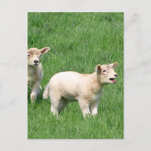 Twee lammeren briefkaart (Voorkant)