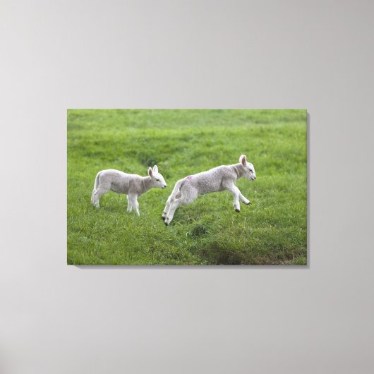 Twee lammeren canvas afdruk (Voorkant)
