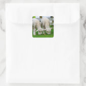 Twee lammeren die grazen vierkante sticker (Tas)