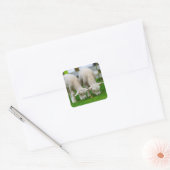 Twee lammeren die grazen vierkante sticker (Envelop)