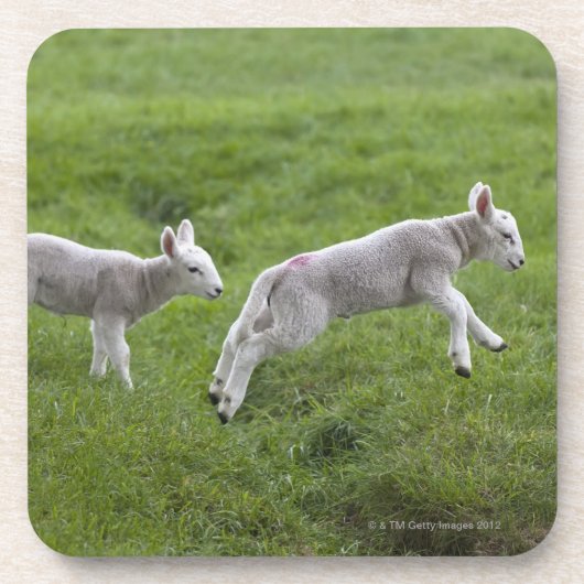 Twee lammeren drankjes onderzetter (Voorkant)