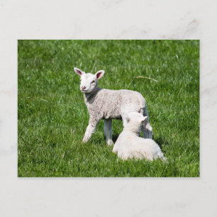 Twee lammeren in het grasland briefkaart