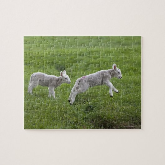 Twee lammeren legpuzzel (Horizontaal)