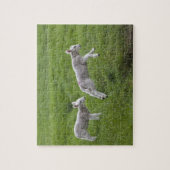 Twee lammeren legpuzzel (Verticaal)