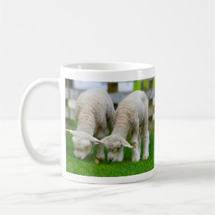 Twee lammeren Mok grazen