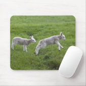 Twee lammeren muismat (Met muis)