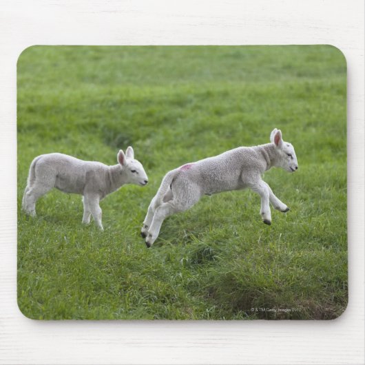 Twee lammeren muismat (Voorkant)