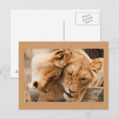Twee Leeuwen Ansichtkaart Briefkaart (Voorkant / Achterkant)
