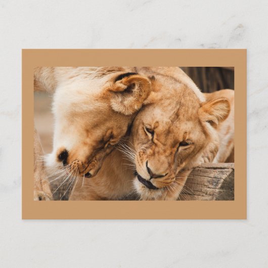 Twee Leeuwen Ansichtkaart Briefkaart (Voorkant)