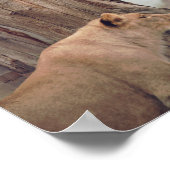 Twee leeuwen in de WIld-muur Poster (Hoek)