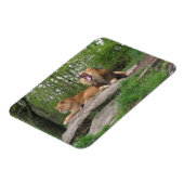 Twee leeuwen magneet (Linkerzijde)