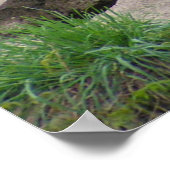 Twee leeuwen poster (Hoek)